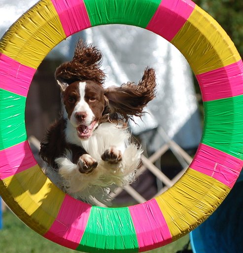 agility_dog.JPG