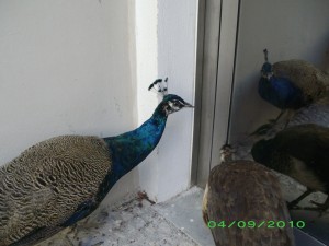 paoloefrancEsca2-300x225.jpg
