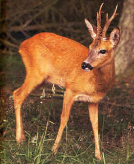 capriolo.jpg