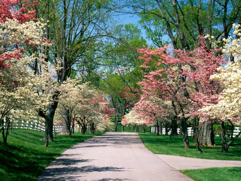 primavera.jpg