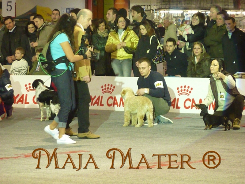 sfilata_canina_3.jpg