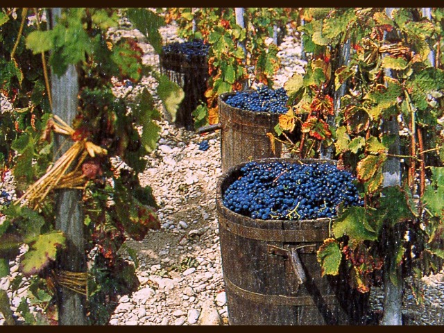 vendemmia.jpg