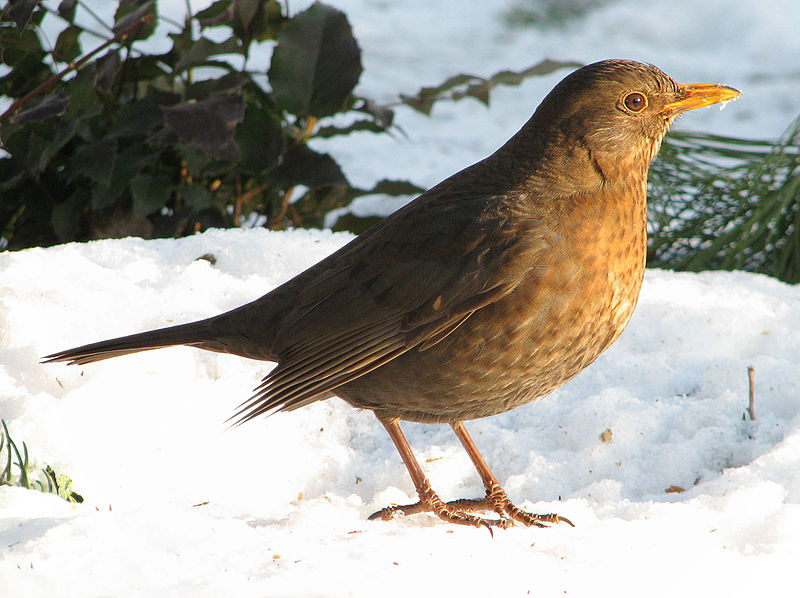 800px-Turdus_merula_female_(d1).jpg