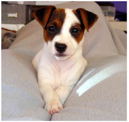 Jack-russel-terrier.jpg