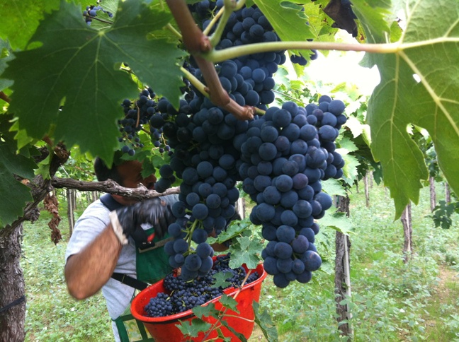 vendemmia.jpg