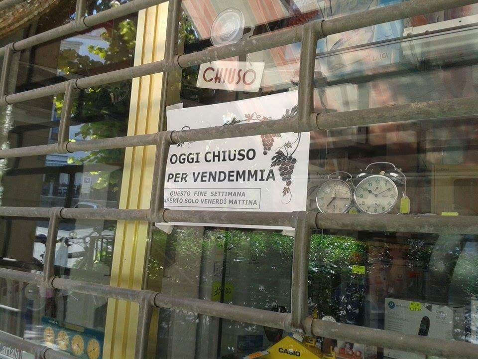 vendemmia.jpeg